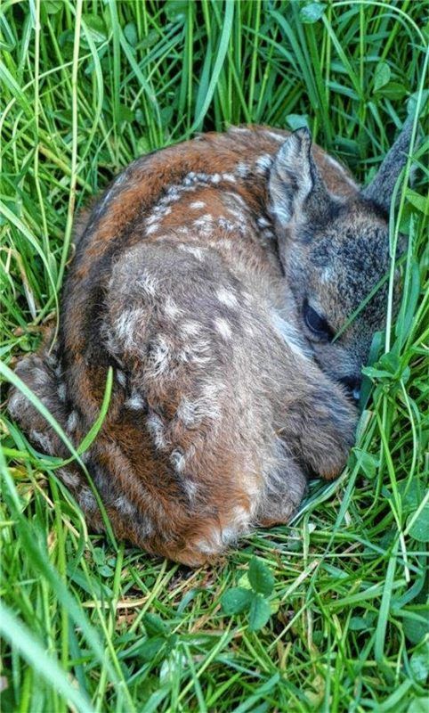 Ein Rehkitz im Gras: Kündigt sich ein Landwirt mit seiner Mähmaschine an, kann es für das Tier tödlich enden. Foto re