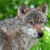 War es doch kein Wolf?
