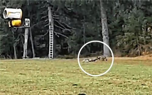 Eine Aufnahme aus dem jüngsten Video: Ein wolfsähnliches Tier (siehe Kreis) zerrt seine Beute Richtung Waldgebiet.