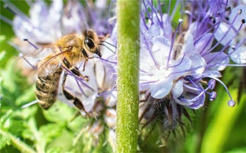 Eine Biene sitzt auf einem Blühstreifen, der an einem Feldrand angelegt wurde. Derartige Naturrefugien können ein wichtiger Beitrag zum Artenschutz sein. Foto dpa