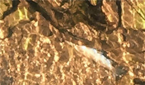 Eine tote Bachforelle liegt am verunreinigten Grund des Kieferbachs.