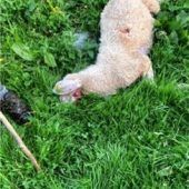 Wolf treibt Almbauern auf Barrikaden