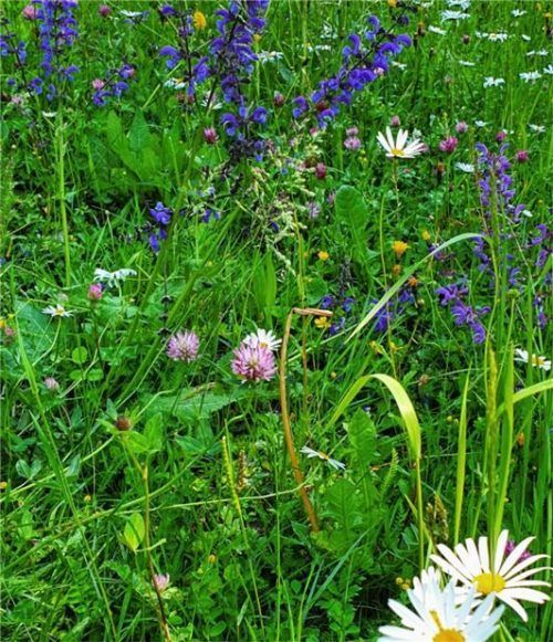 Es blüht: So sieht es am Mangfalldeich in der Höhe der Freien Turnerschaft aus. Fotos Seebacher
