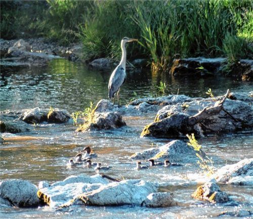 Fischfresser an der Mangfall: In der Nähe eines Graureihers (links) schwimmt ein Gänsesäger-Weibchen mit seinem Nachwuchs vorbei. Foto Klar