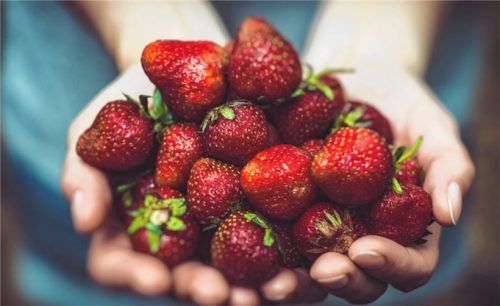 Früchte von hoher Qualität erkennt man daran, dass sie nicht eingedrückt sind. Die frischesten Erdbeeren pflückt man am besten selber direkt auf dem Erdbeerfeld in der Region.