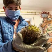 Rasenroboter mähen Igel nieder