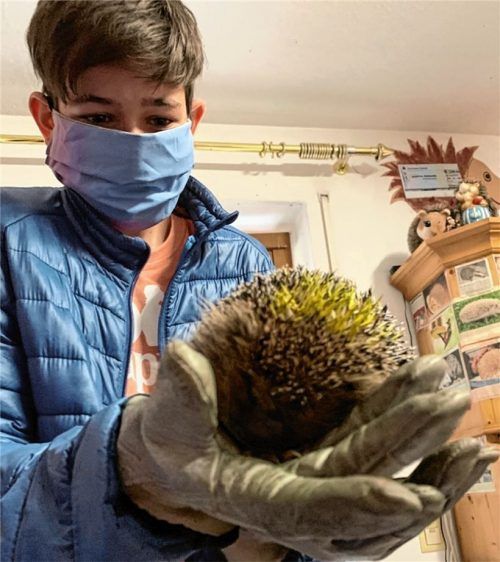 Igeldame Jojo wurde von Familie Klass-Jofer gefunden und zur Igelhilfe nach Grabenstätt gebracht. Mittlerweile konnte Sohn Ferdinand Jofer den Stachelritter in die Freiheit entlassen. Fotos privat/Igelhilfe Grabenstätt