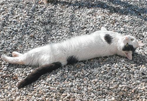 Kater Sammy genießt es, draußen im Freien alleine herum- zustromern.Foto re