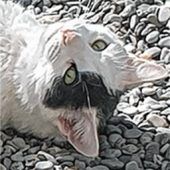Selbstbewusster Sammy