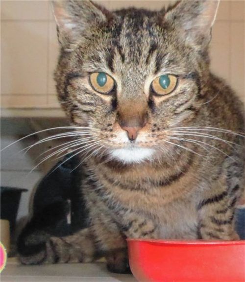 Der Kater Tiger hat Charakter: manchmal Schmuser, manchmal Grantler. Foto re