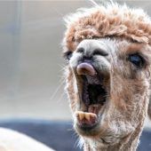 Vom Alpaka-Spaziergang bis zur „Corona-Wanderung“