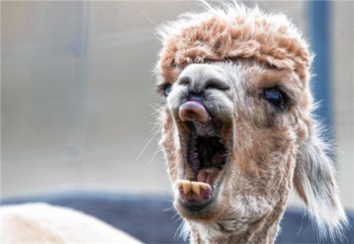 Keine gähnende Langeweile in den Ferien: In Unterreit gibt es ein buntes Programm – mit Alpaka-Spaziergang.Foto dpa