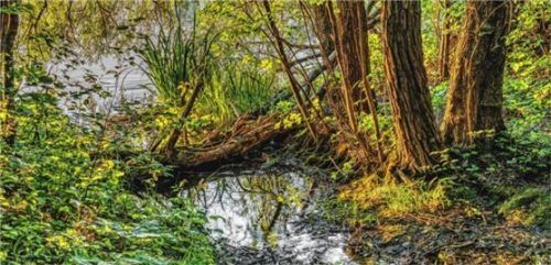 Kohlenstoff-Speicher Moorgebiet.Foto pixabay