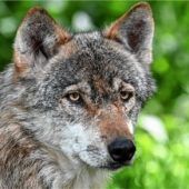 Neue Bilder verstärken Wolfs-Verdacht