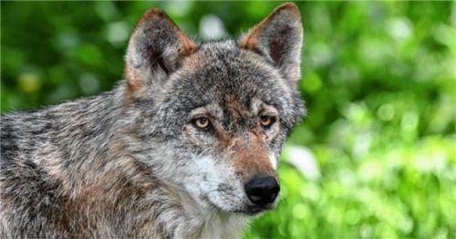 Ohne Zweifel: Dieses Tier, aufgenommen in Schleswig-Holstein, ist ein Wolf. Eine Aufnahme, die ein Wanderer nahe der Priener Hütte gemacht hat, soll jetzt das Landesamt für Umweltschutz auswerten. Foto dpa