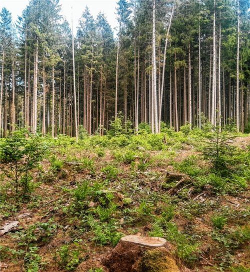 Schadfläche bei Babensham: Rund 200 Bäume sind dem Borkenkäfer zum Opfer gefallen. Foto Utschig