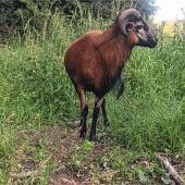 Kamerunschafbock flinker als Polizei