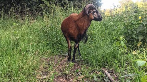 Fotogen, aber freiheitsliebend: Bertl, aufgenommen Ende Juni zwischen Schützen und Fahrnbach im Gemeindegebiet Maitenbeth auf der B12.Foto Barth/Cornette
