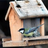 Marmelade kochen, Vogelhaus bauen und Bauernhof besuchen