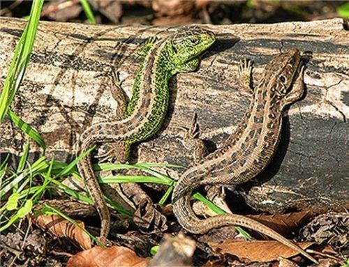 Zauneidechsen beim Sonnenbad: Wie oft im Tierreich ist das Männchen farbenfroher. Foto Nabu