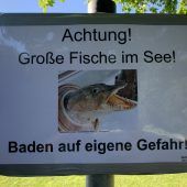 Frau wird im Weiher von großem Fisch gebissen