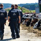 Bayernweite Behörde überwacht nun große Rinderbetriebe