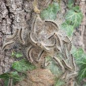 Der ungebetene Gast im Wald