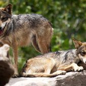 Das Leben mit dem Wolf wieder lernen