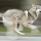 Das Phantom von Reit im Winkl