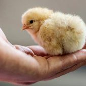 Neuer Streit ums Kükentöten
