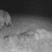 Wolfsverdacht: Sechs gerissene Schafe bei Aichach
