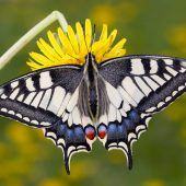 Insektenzähler gesucht!