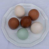 Auf das Huhn gekommen