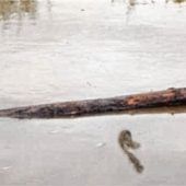 Nessie im Mangfallkanal?