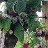 Auch Schnecken wissen, was gut ist