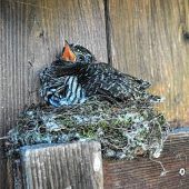 Auf die Pflegeeltern warten