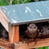 Wenn Vögel Hunger haben – Selbst der Specht hält Corona-Abstandsregeln ein