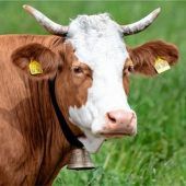 „Katastrophe für die Tiere“