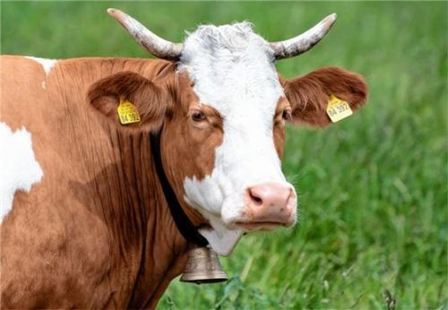 Am liebsten ist es Kühen, wenn sie friedlich auf der Weide grasen können. Foto dpa