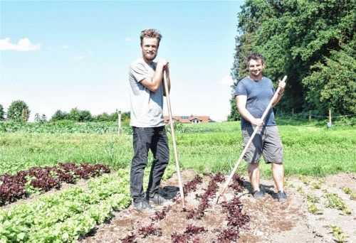 Auf dem Salatfeld der Jolling e. G. packen die Gründer Johannes Schindhelm (rechts) und Moritz Feuchtmeir jeden Tag selbst an. Fotos Blum
