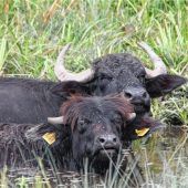 Bund Naturschutz lädt zum Wasserbüffelfest nach Jettenbach