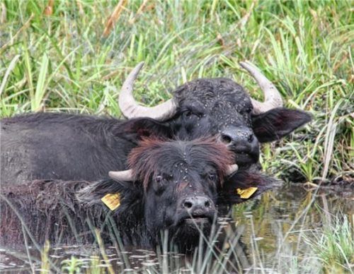 Beim Suhlen legen die Wasserbüffel kleine Tümpel an, die als Lebensraum für Amphibien und Libellen dienen. Die großen Tiere dienen hier, im Jettenbacher Talraum, als vierbeinige Landschaftspfleger. Foto re
