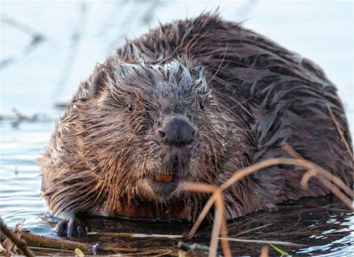 Biber sind nachtaktiv. Einer Zählung im Bärnseer Moos haben sich die Nager bislang entziehen können. Foto dpa