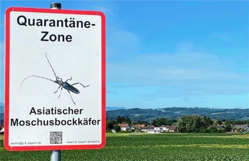 Der Asiatische Moschusbockkäfer ist in Bad Aibling bislang noch nicht aufgetreten. Doch aufgrund der Nähe zum Hauptbefallgebiet Kolbermoor liegt ein Großteil des Stadtgebietes von Bad Aibling in der Quarantäne-Zone. Foto  Gerlach