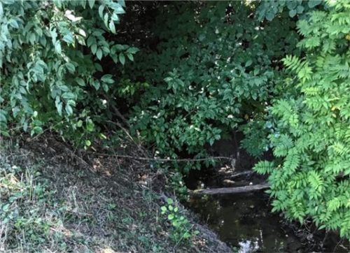 Der Bachlauf ist voller Gestrüpp. Was nützt es dem Hochwasserschutz da, die Böschung zu mähen? Foto  Lehnhart
