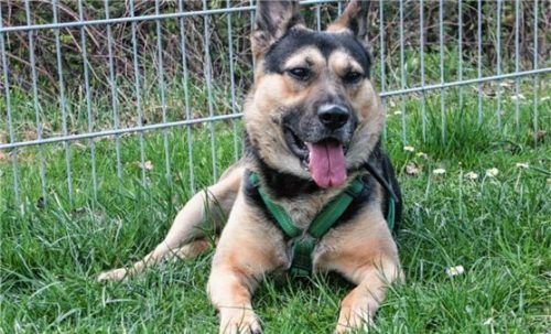 Der zweijährige Schäferhundmischling Rocky freut sich über Besucher.Foto re
