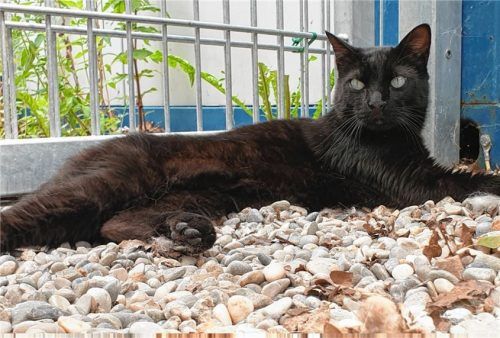 Die dreijährige Pikatzu ist nach Angaben des Tierheims auch gerne draußen unterwegs. Foto re