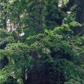 Pilzbefall an der Tassilo-Linde