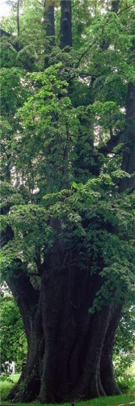 Die Tassilo-Linde ist ein Wahrzeichen der Fraueninsel. Foto re