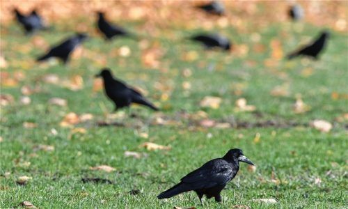 Diese Vögel machen vielen Bewohnern in der Stadt Rosenheim das Leben schwer: Saatkrähen stören die Menschen durch ihr Gekrächze und ihre Ausscheidungen. In naher Zukunft wird sich die Situation wohl auch nicht bessern. Foto dpa